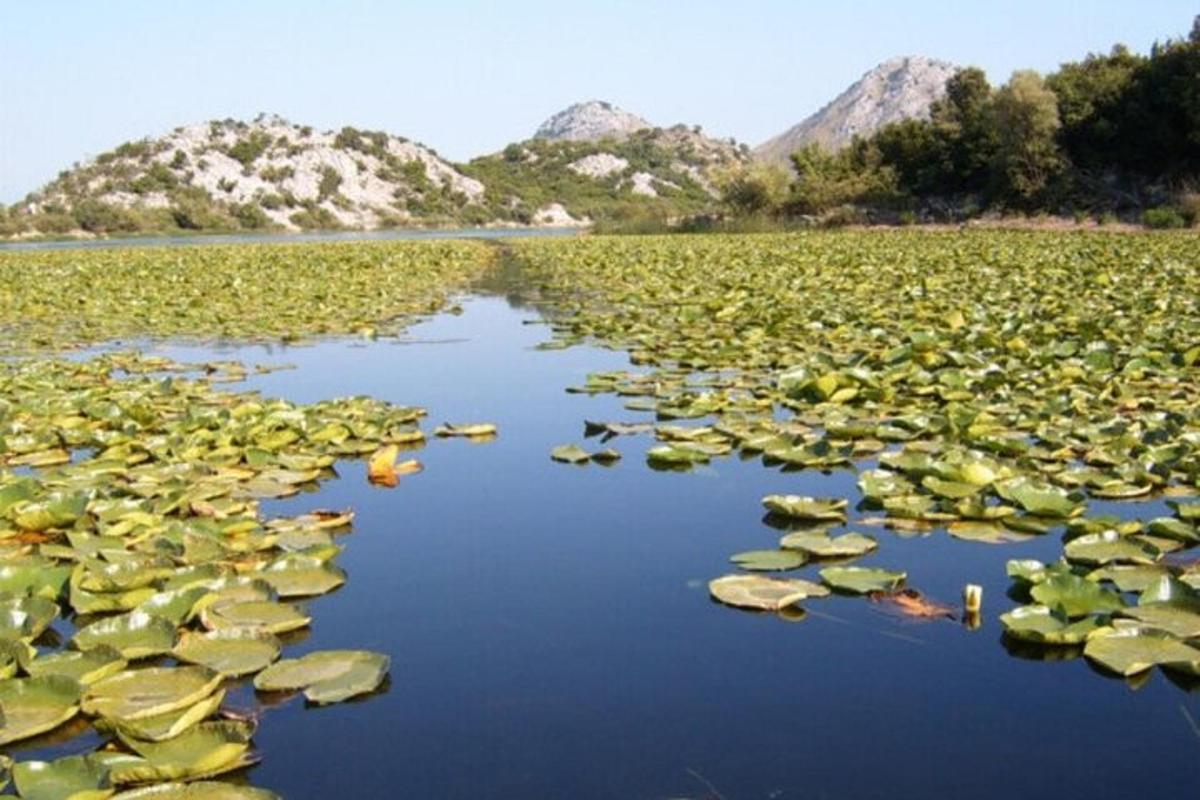 a large field of water lilies with mountains in the background