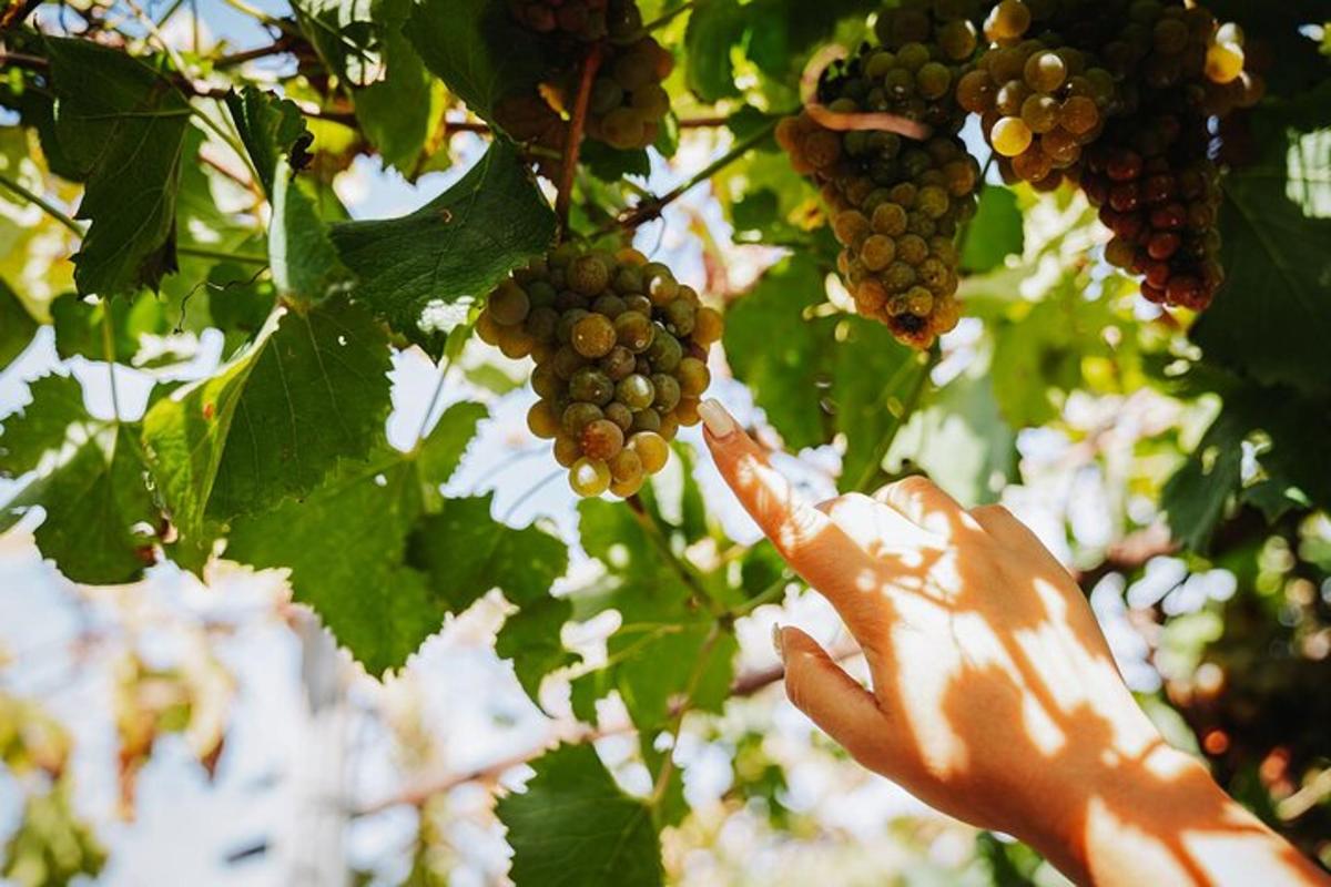 uma pessoa pegando um cacho de uvas em uma árvore