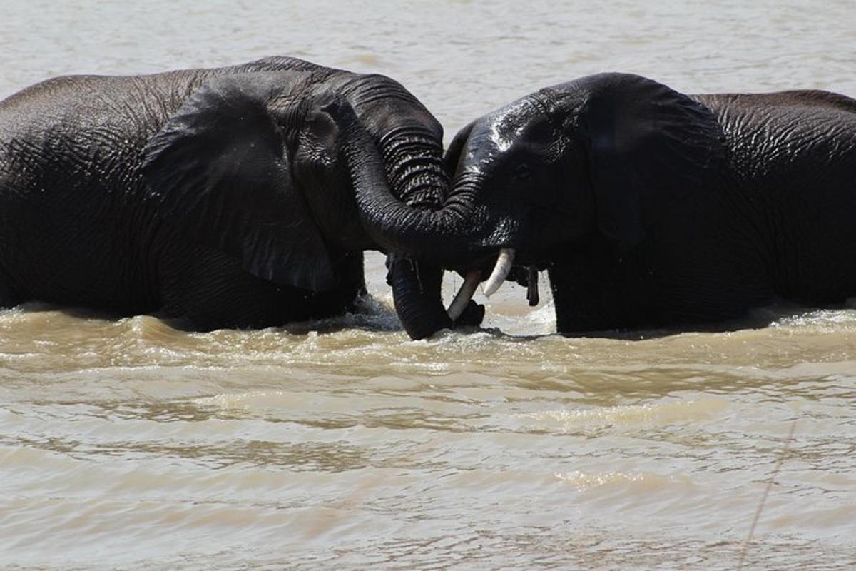 dua ekor gajah bermain air dengan belalainya