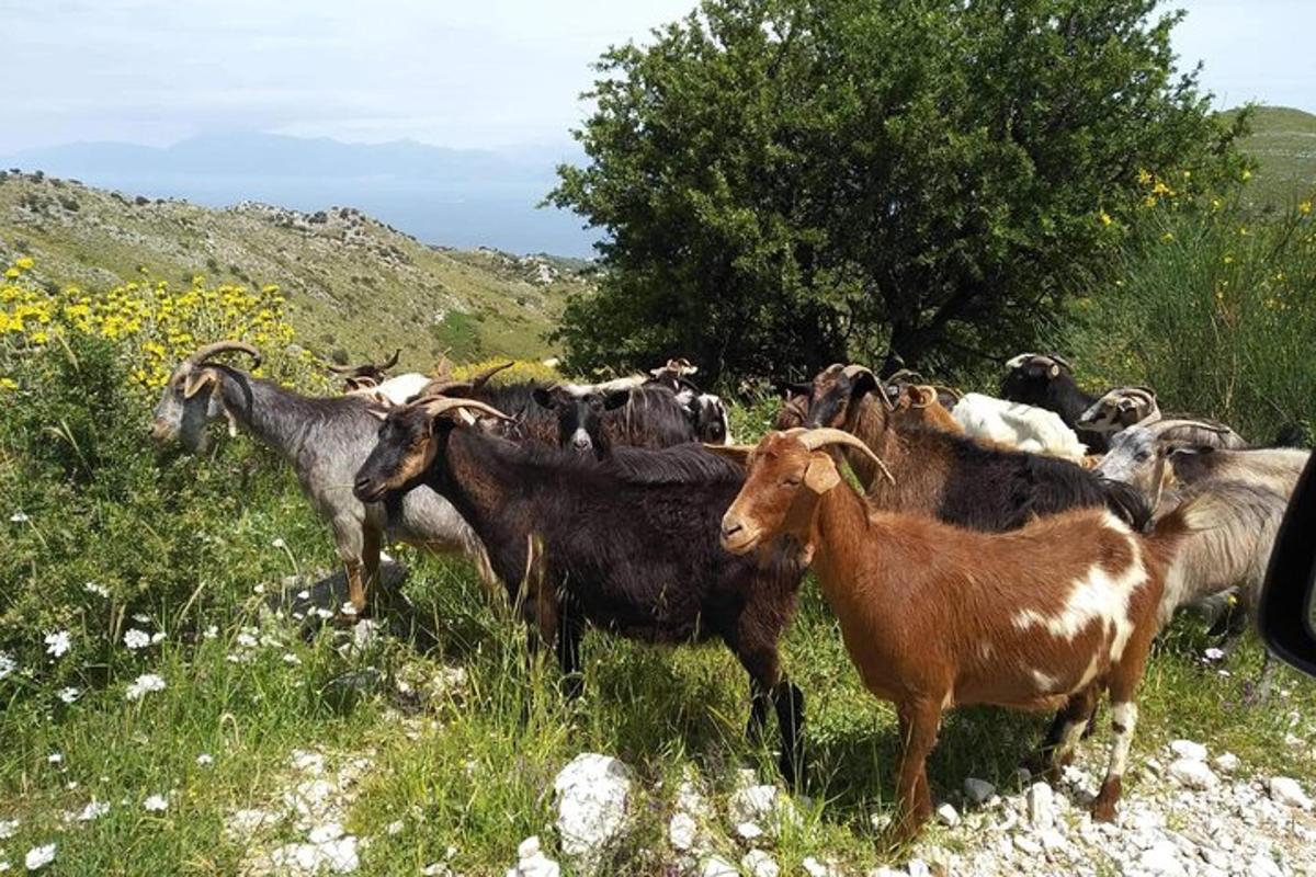 un gregge di capre in piedi in un campo d'erba