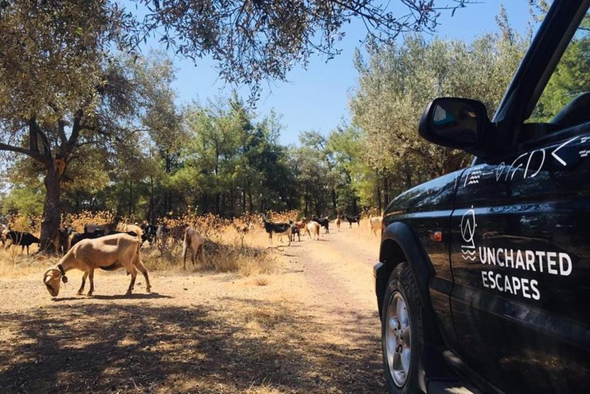 una mucca in piedi su una strada sterrata accanto a un'auto