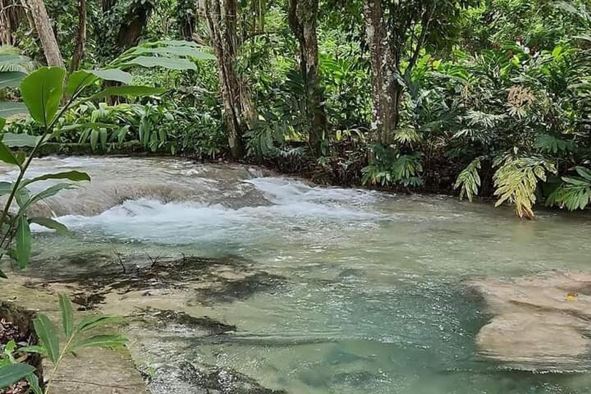 a stream in the middle of a jungle with trees