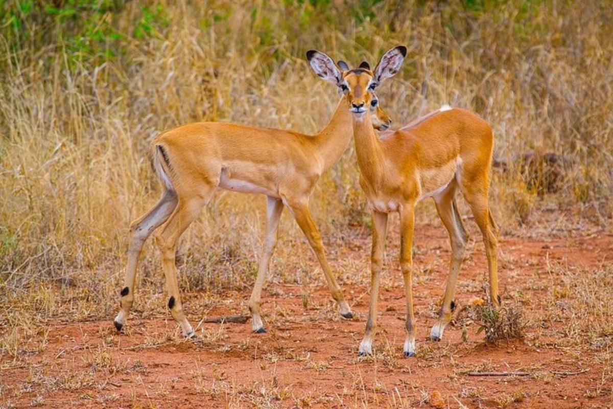 due antilopi in piedi una accanto all'altra su un campo sterrato