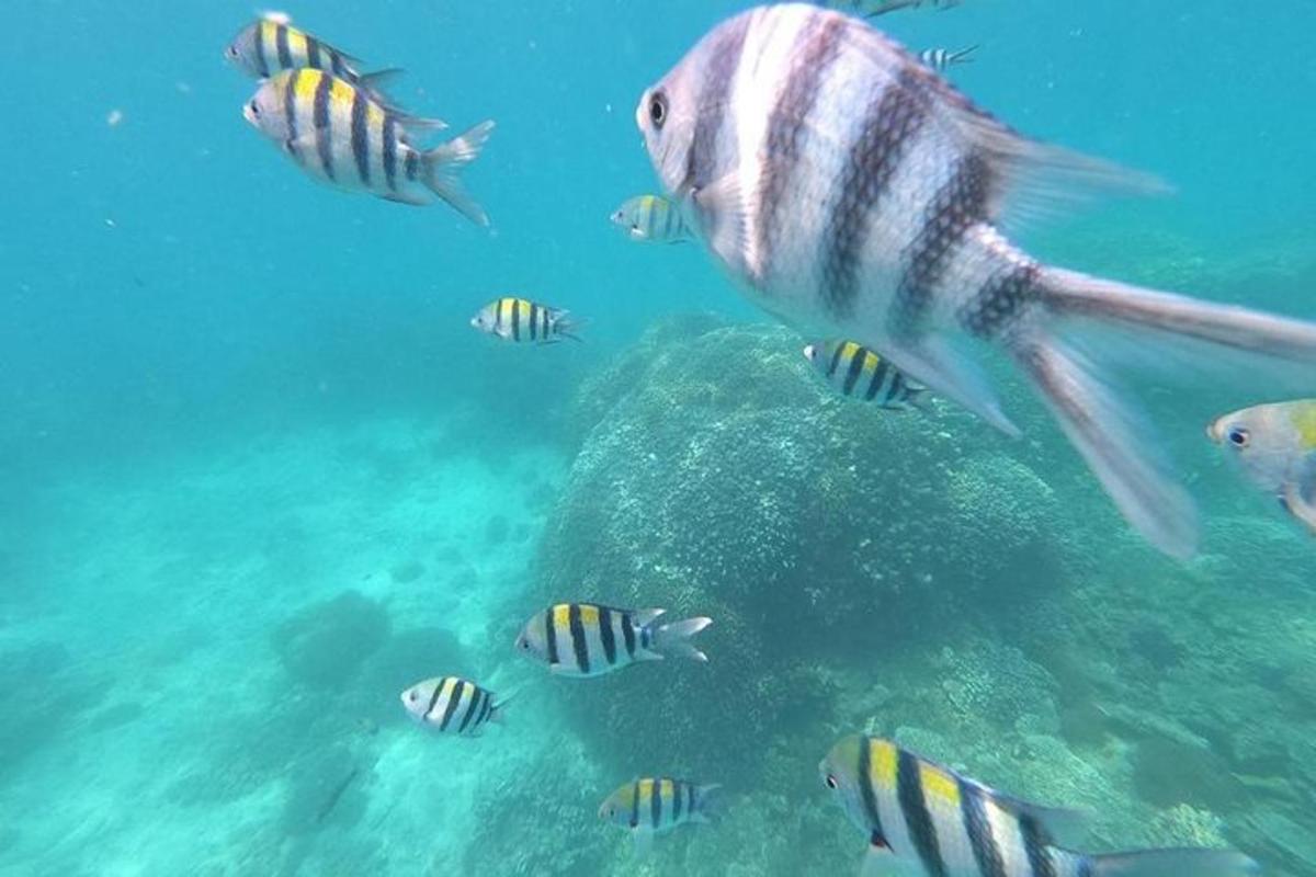 un grup de pești care înoată în ocean
