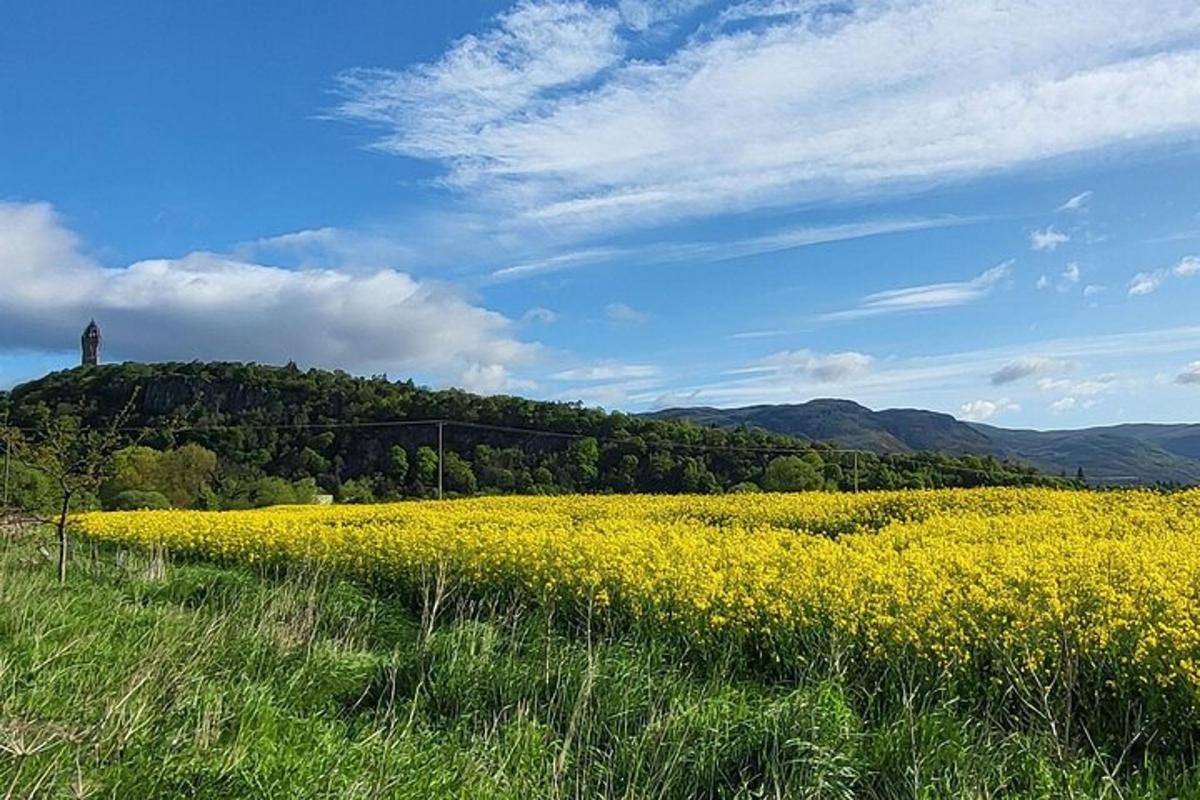 a field of yellow flowers with a lighthouse in the background