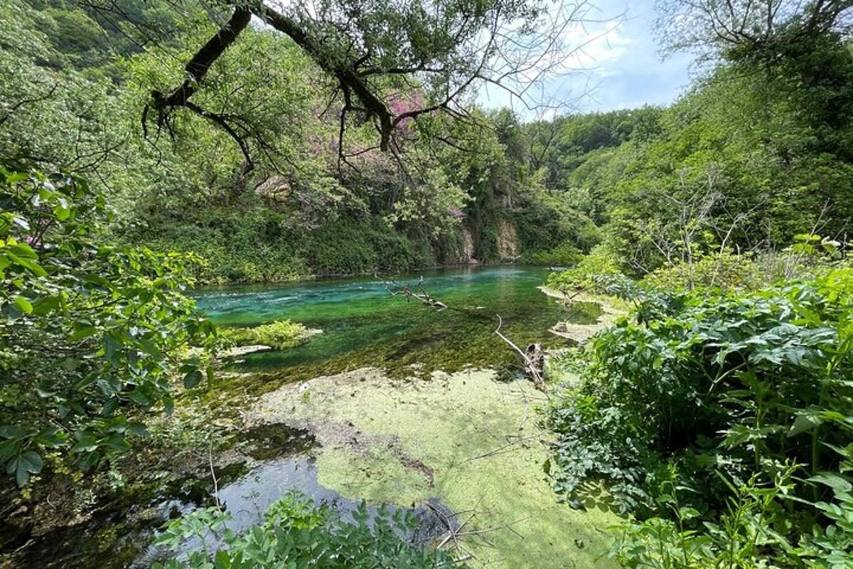 Un río en un bosque con agua verde y árboles.