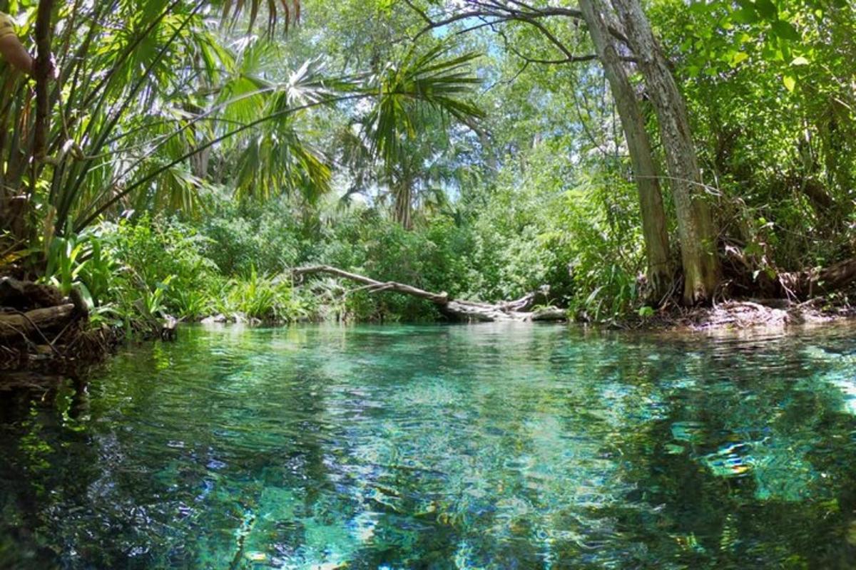 un río en medio de un bosque con árboles