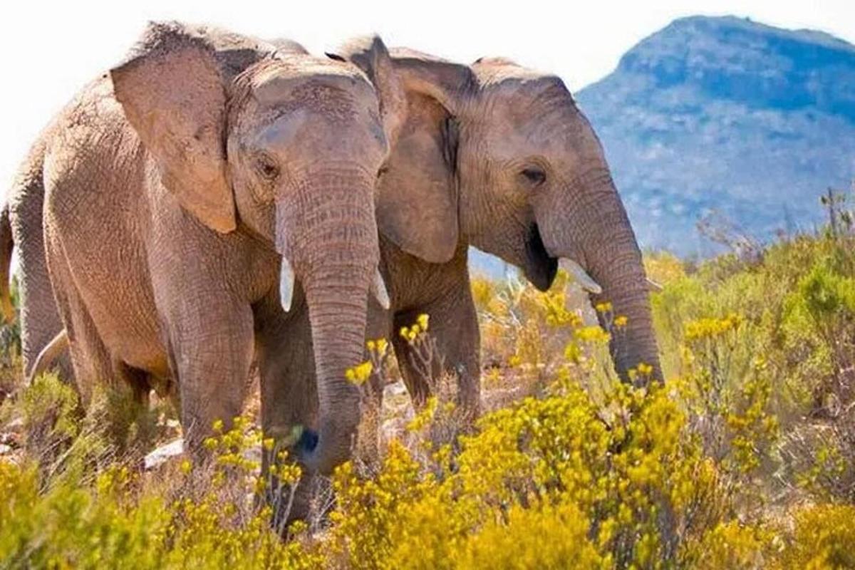 due elefanti in piedi uno accanto all'altro in un campo