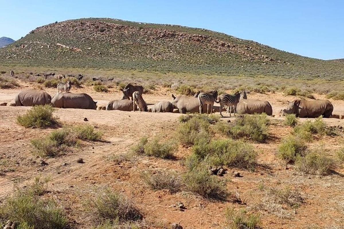 una manada de cebras y otros animales en un campo