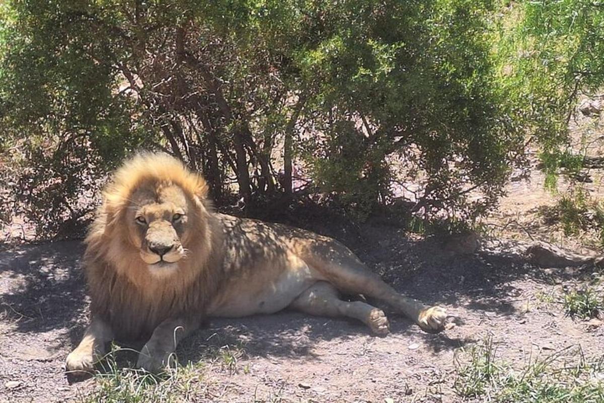 un leone sdraiato a terra accanto a un albero