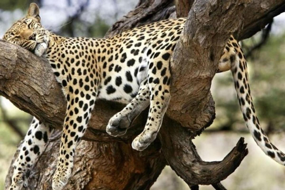 leopard, ki spi na drevesu