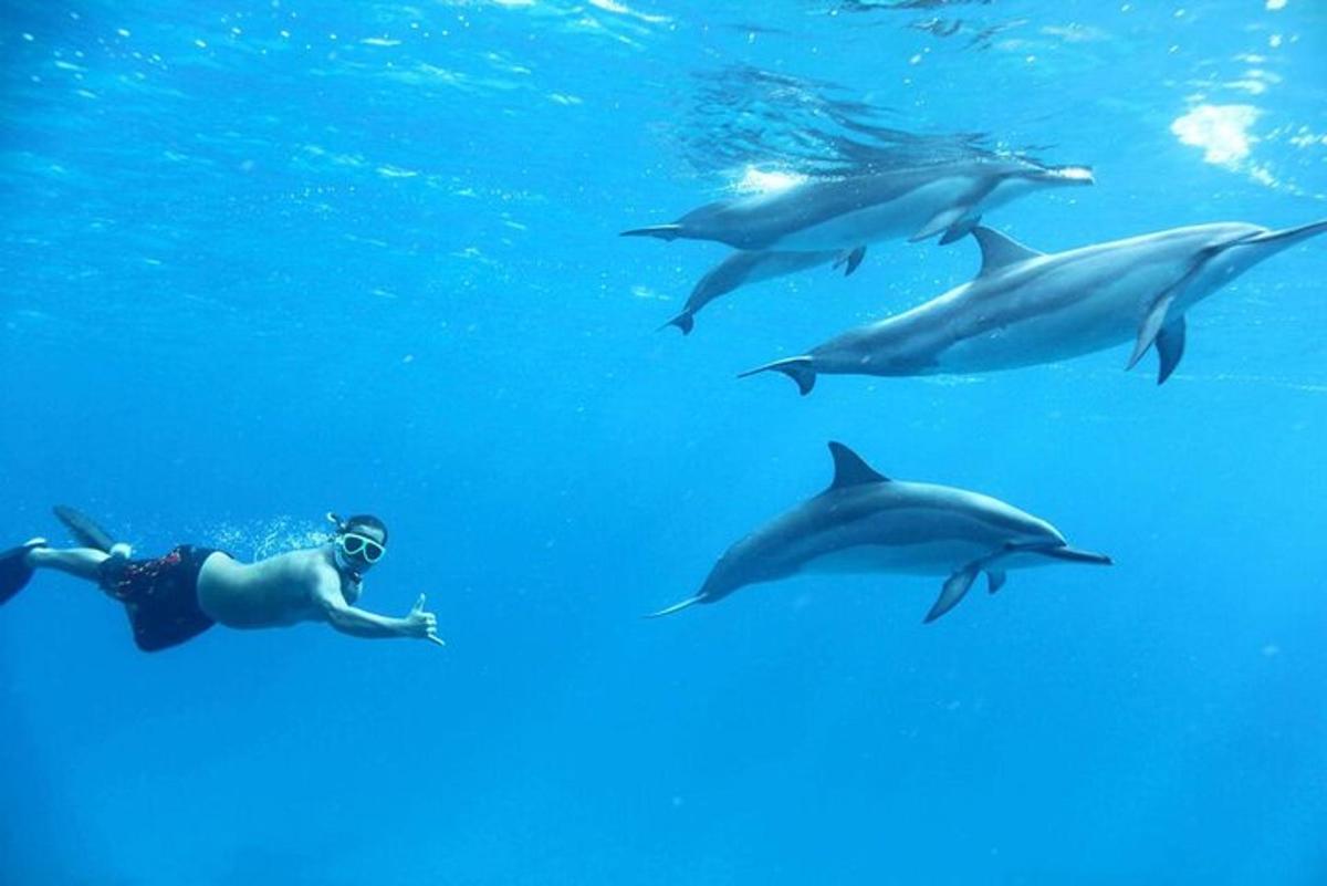un uomo che nuota nell'acqua con i delfini