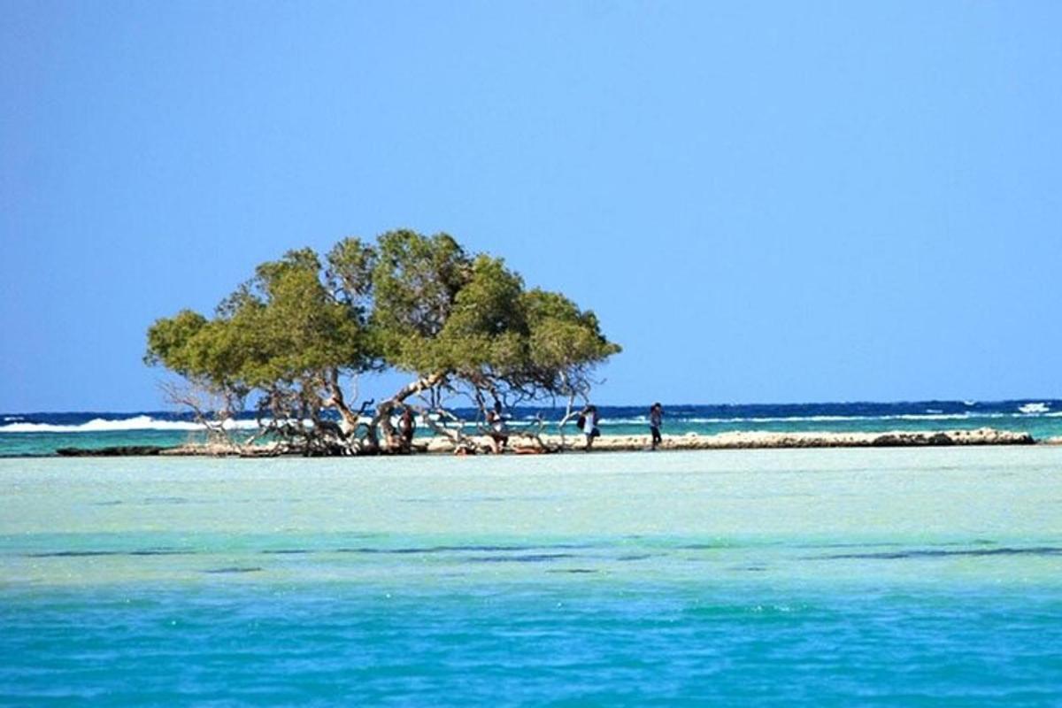 un arbre sur une île dans l'océan