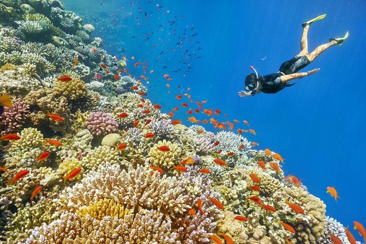 une personne nageant sur un récif de corail avec des poissons