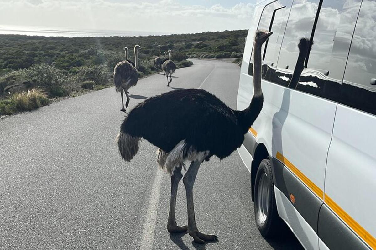dos estruços drets a la carretera al costat d'un autobús