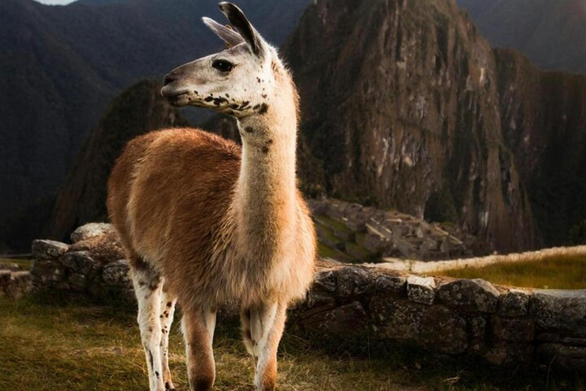 lama stojící na poli poblíž hory