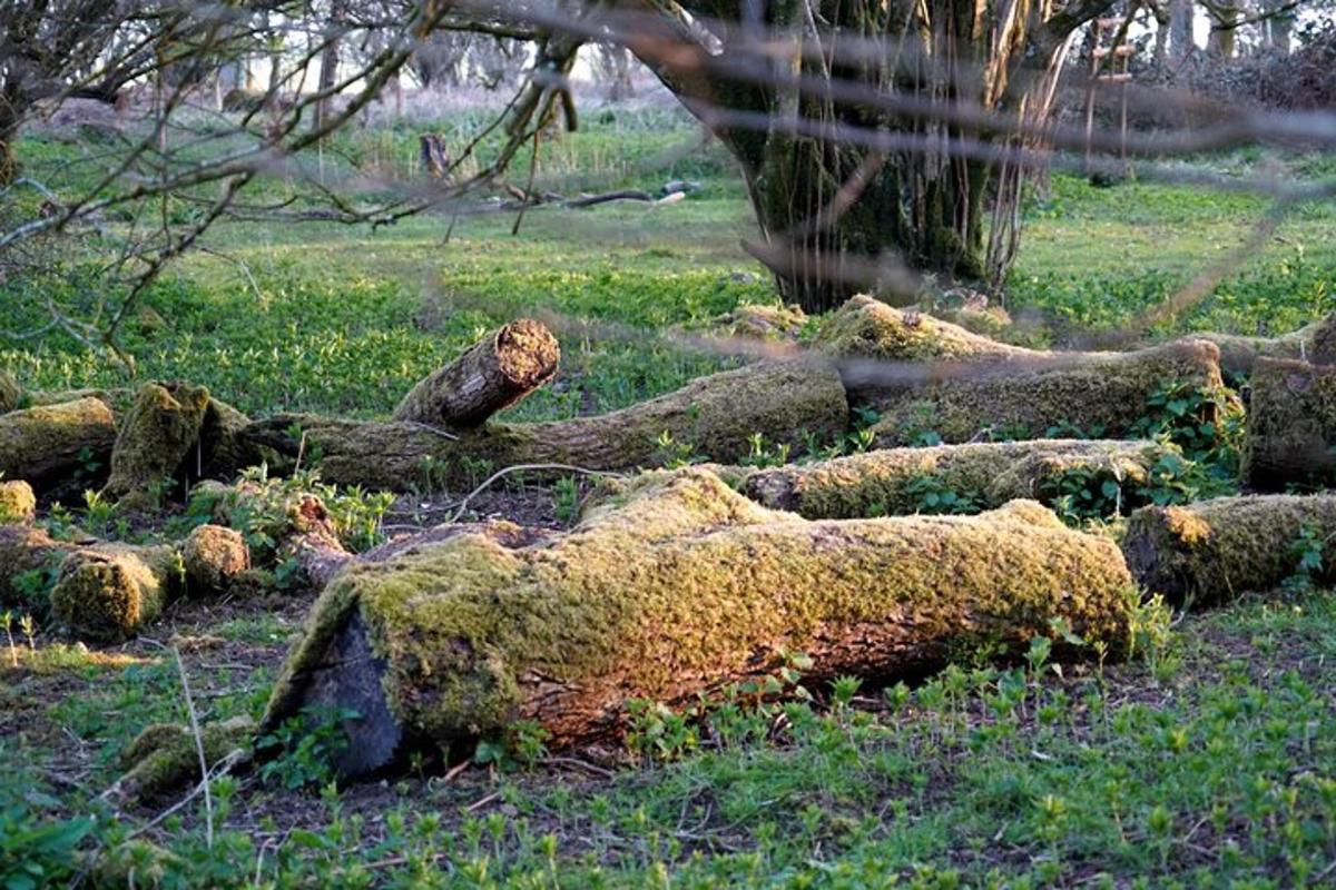 una pila di tronchi a terra in un campo