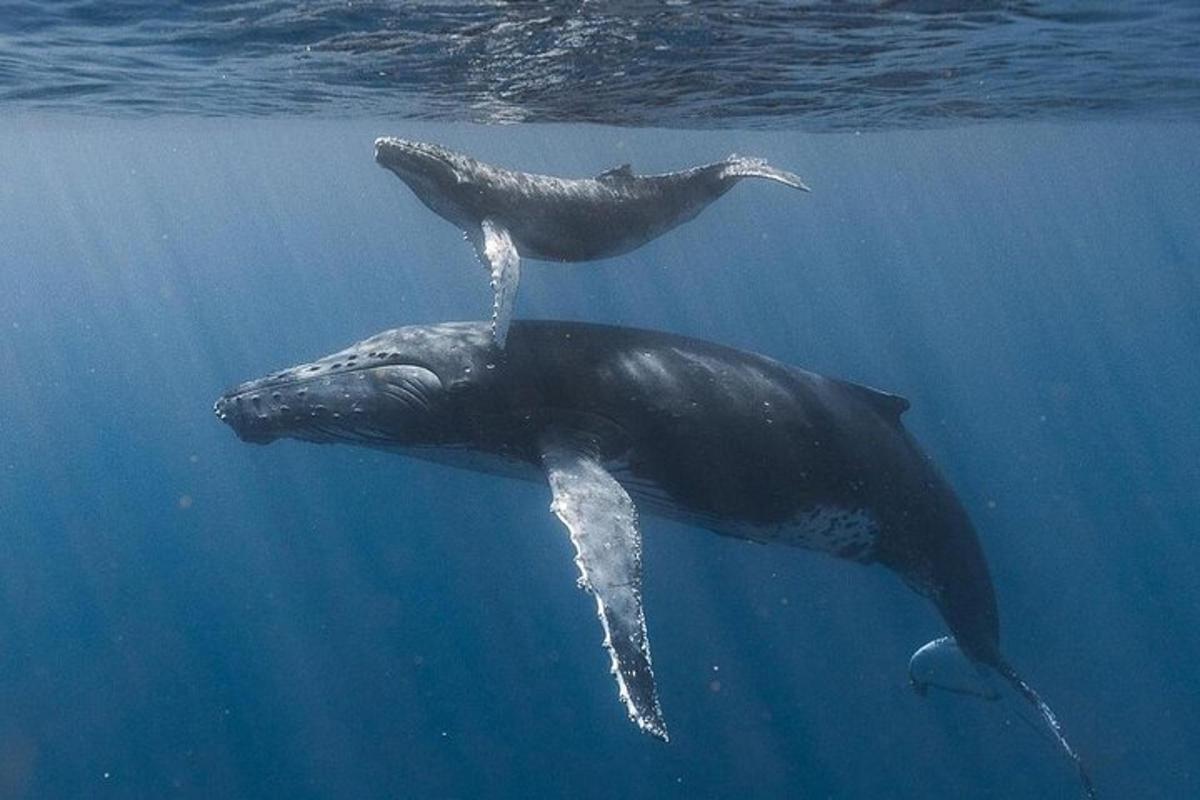 two dolphins are swimming in the water