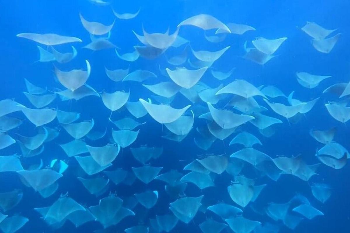 a flock of silver fish swimming in the blue water