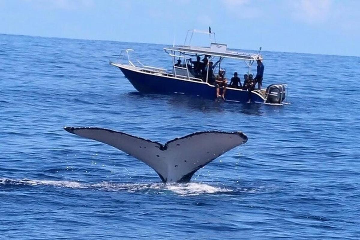 a dolphin in the water next to a boat