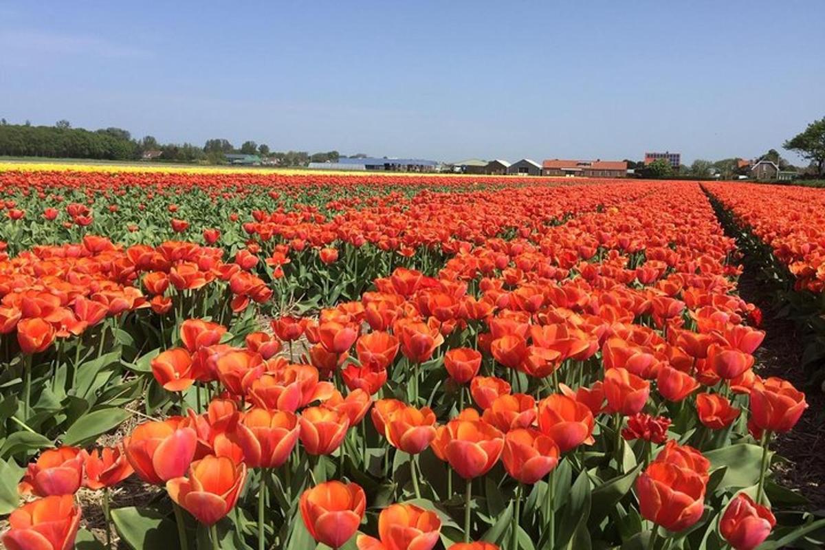 a field of red tulips in a field