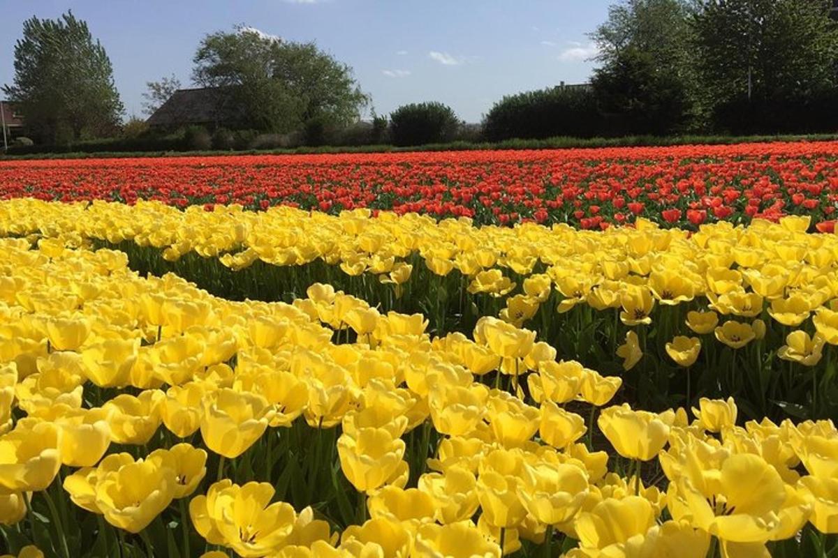 a field of yellow and red tulips