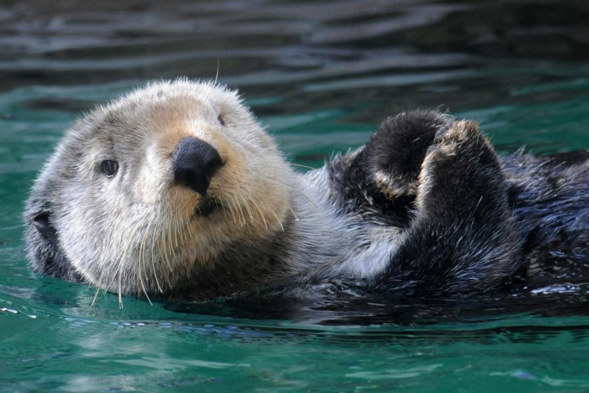 a otter is swimming in the water