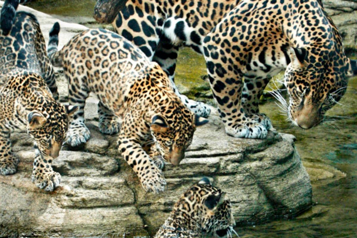 a group of jaguars standing on a rock in the water