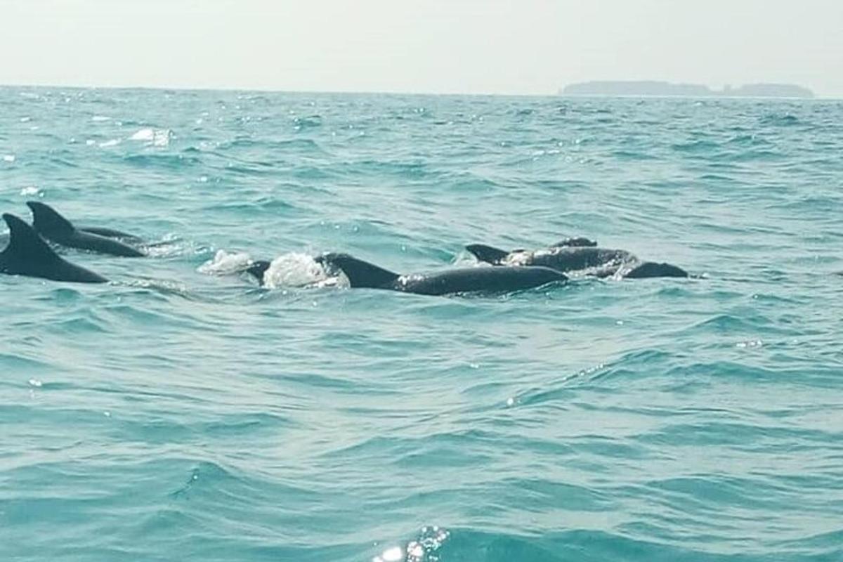 een groep dolfijnen die in het water zwemmen