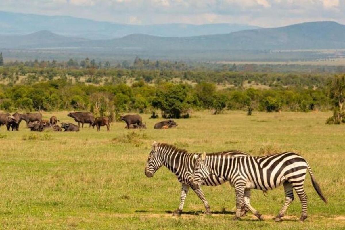 két zebra sétál egy mezőn egy állatcsordával