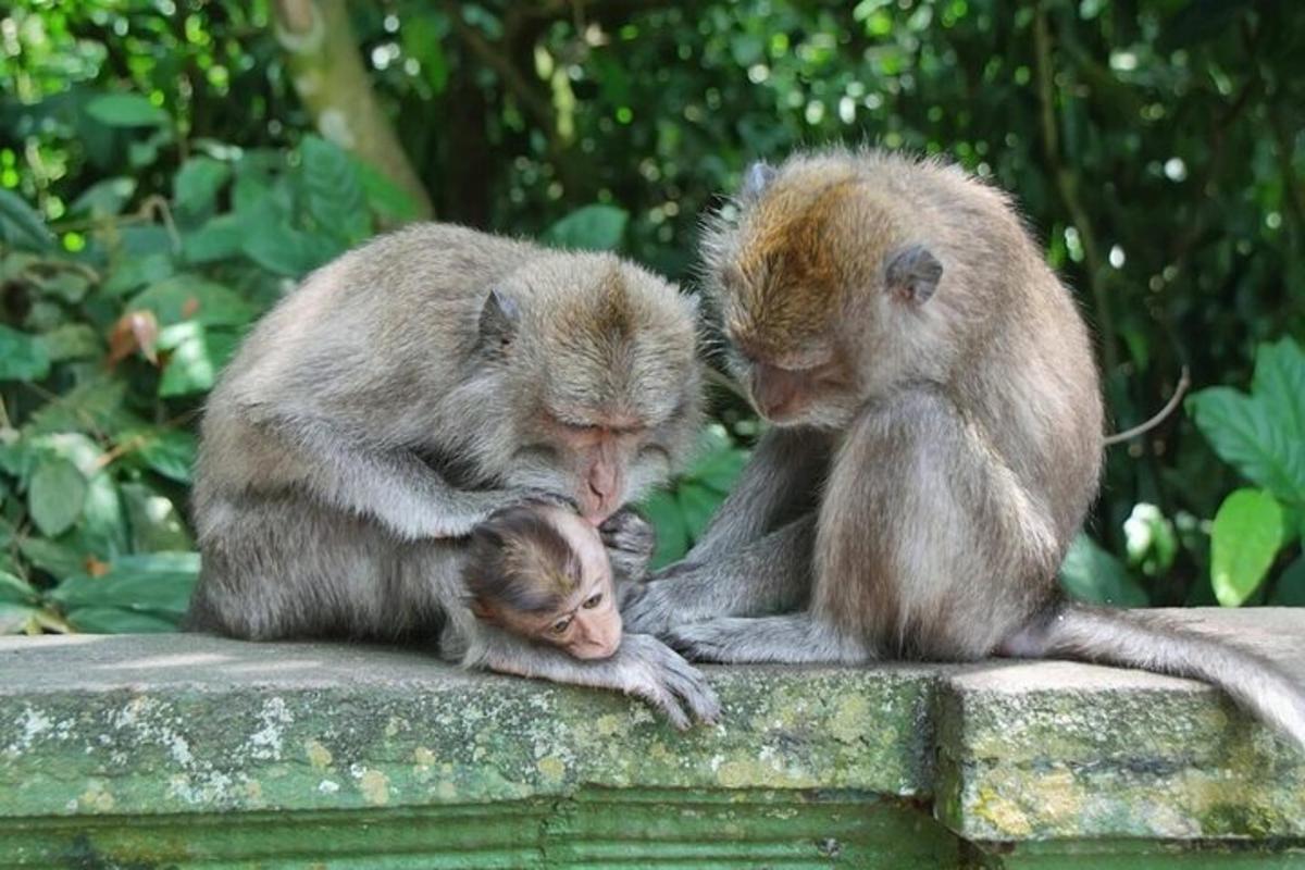dua ekor monyet duduk di dinding dengan anak monyet