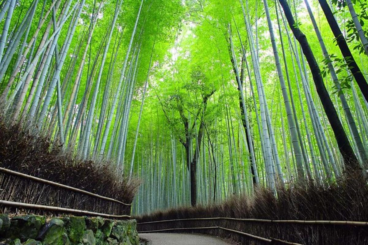 una foresta di bambù con una strada sterrata