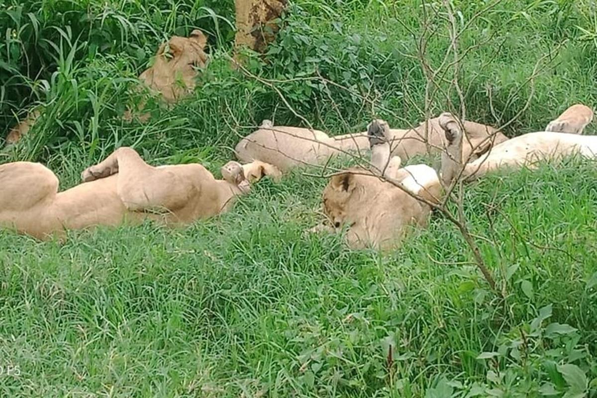 sekumpulan singa berbaring di rumput