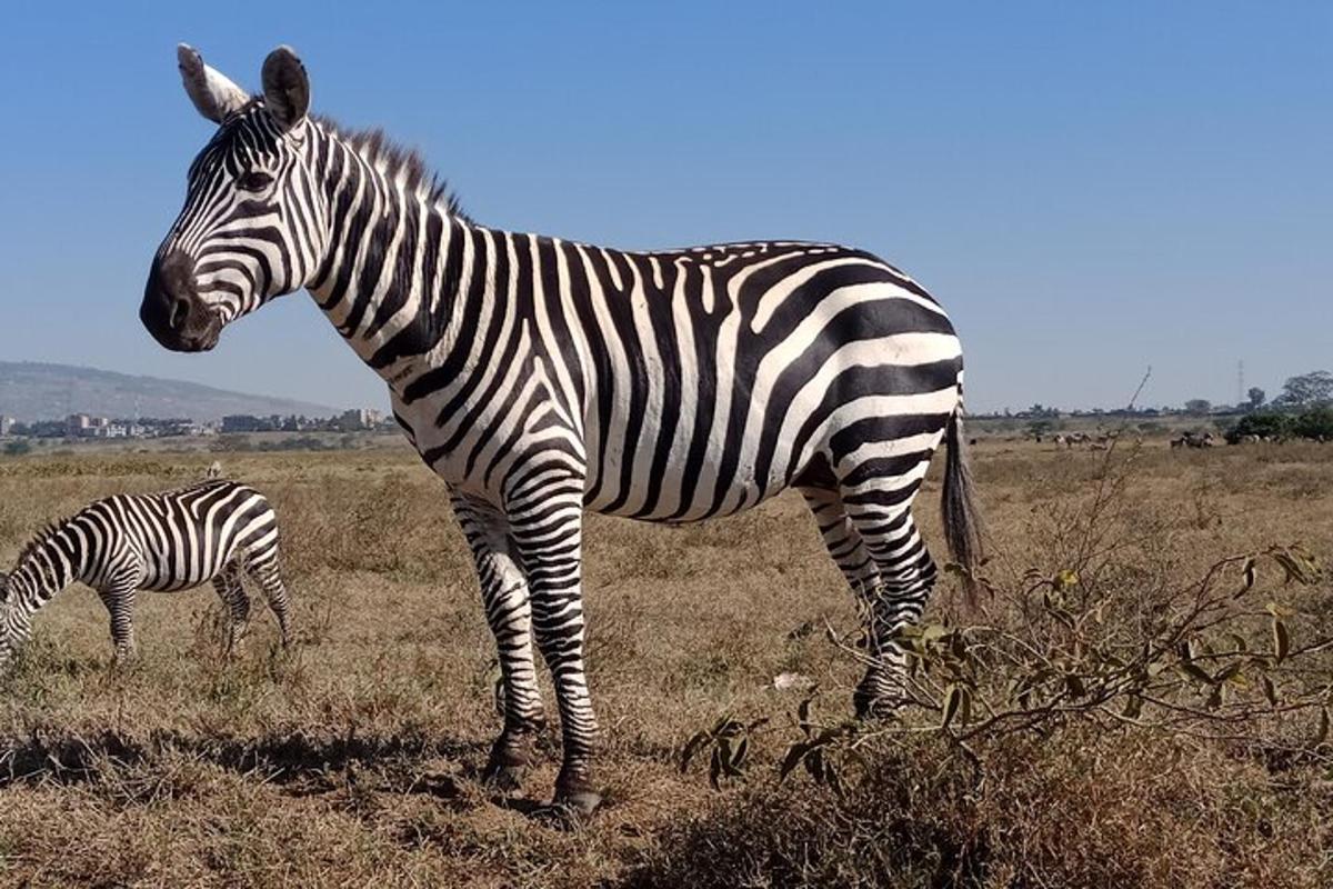 una zebra dempeus en un camp amb una zebra petita