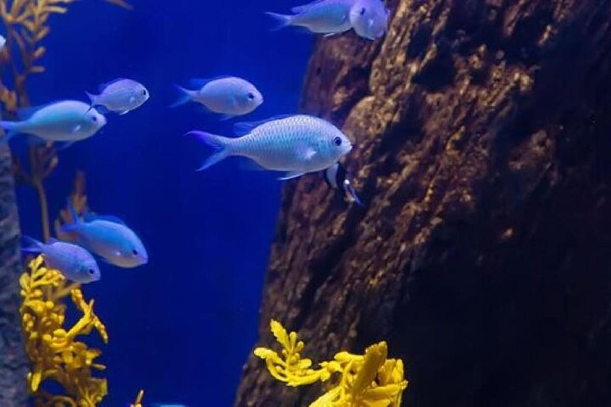 eine Gruppe von Fischen, die in einem Aquarium schwimmen