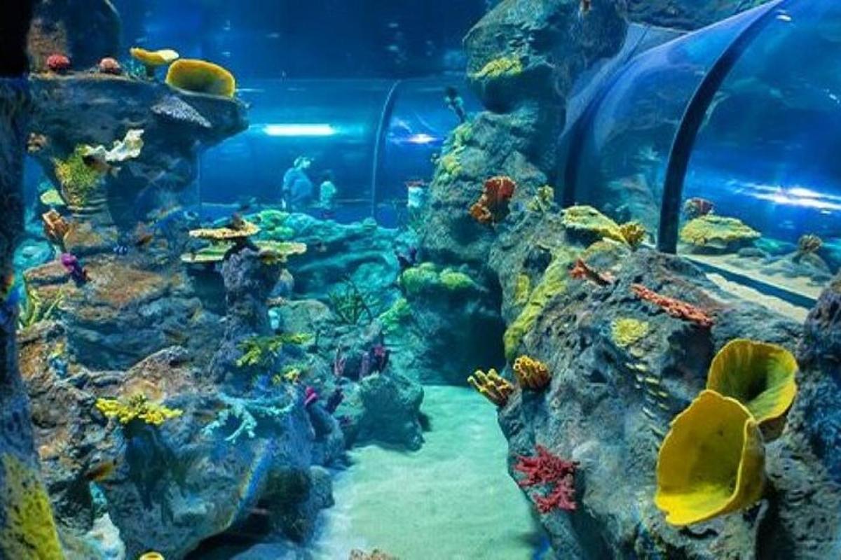 ein großes Aquarium mit vielen Fischen und Steinen