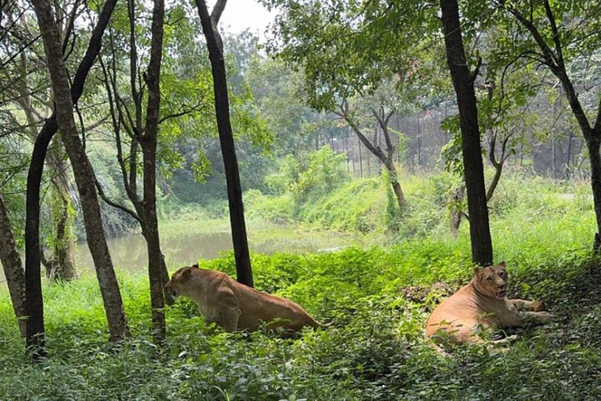 two lions laying in the grass in a forest