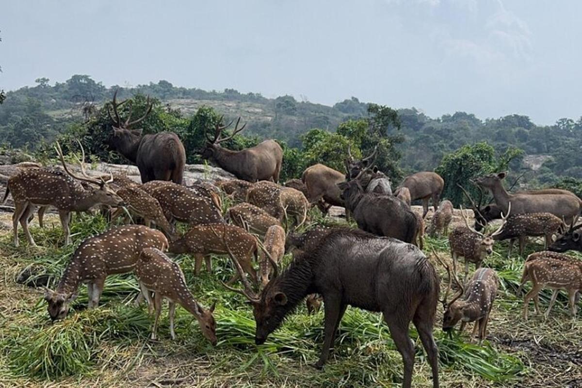 a herd of deer and antelopes grazing in a field