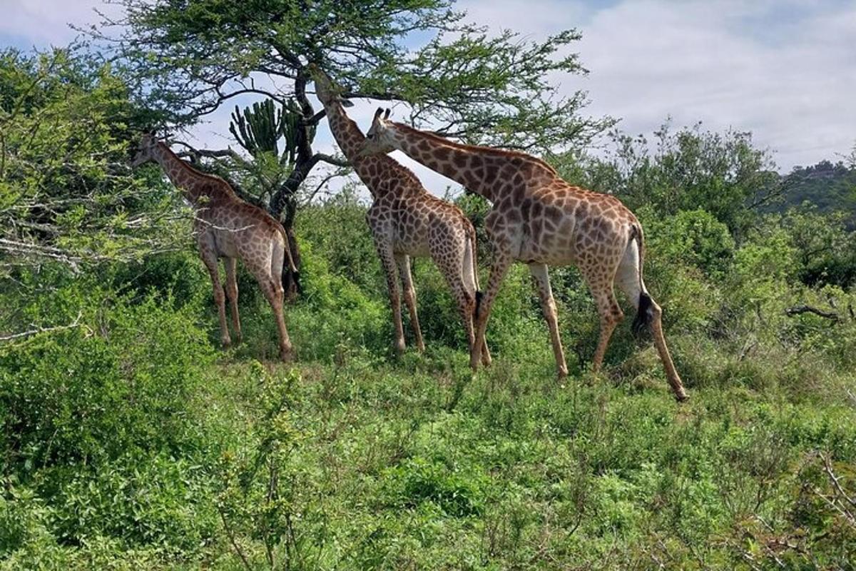tre giraffe che mangiano foglie da un albero in un campo