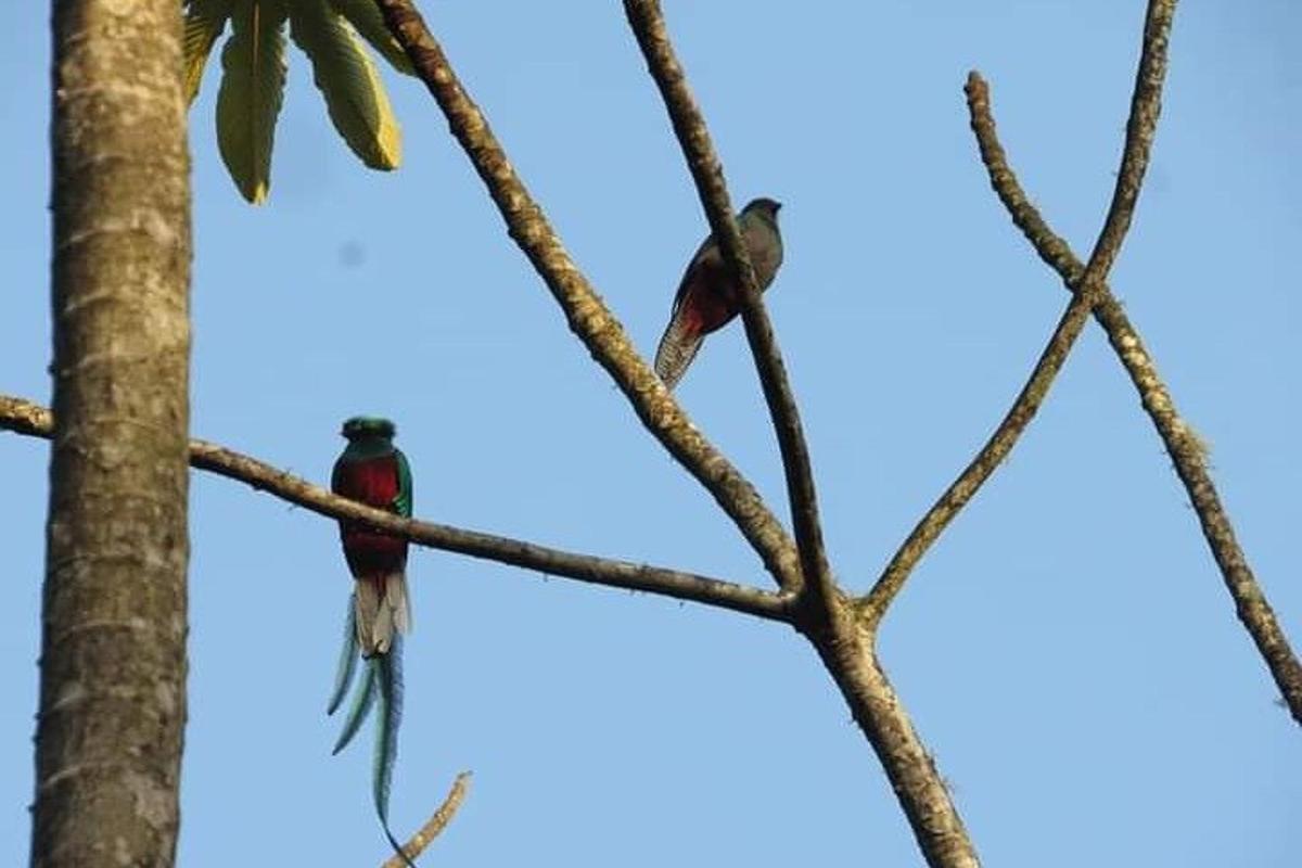 two birds perched on top of a tree branch