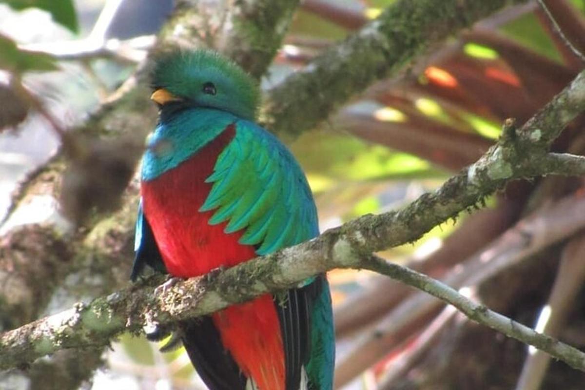 a colorful bird sitting on a tree branch
