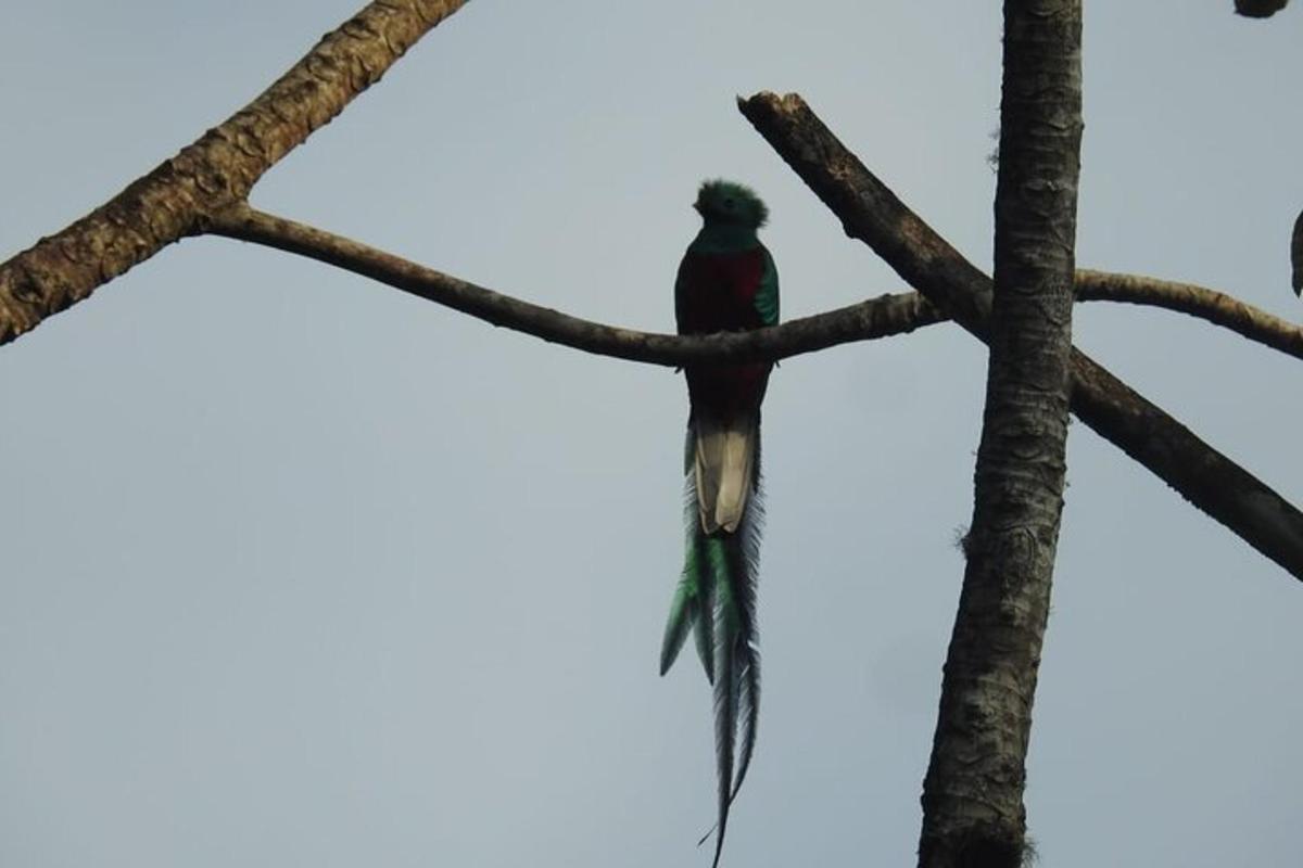 a bird perched on top of a tree branch