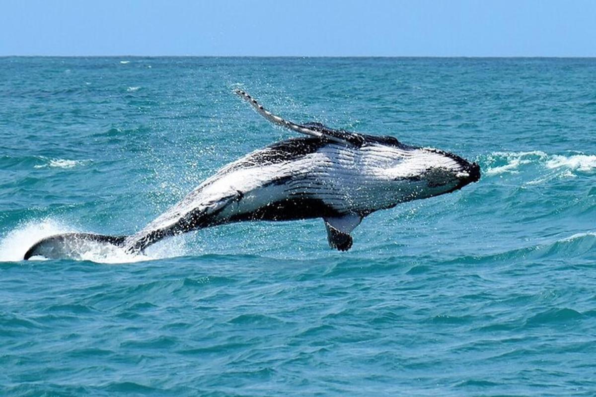 una balena è nell'acqua dell'oceano