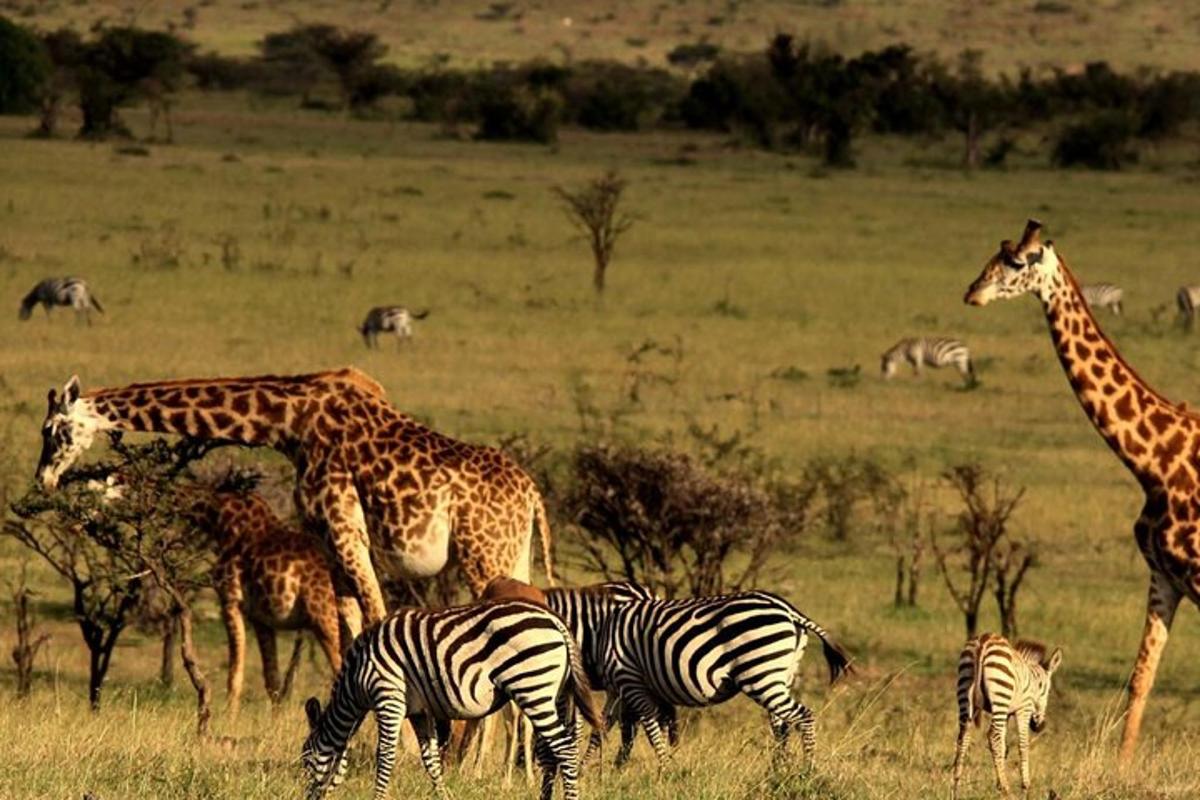 egy csoport zsiráf és zebra egy mezőn