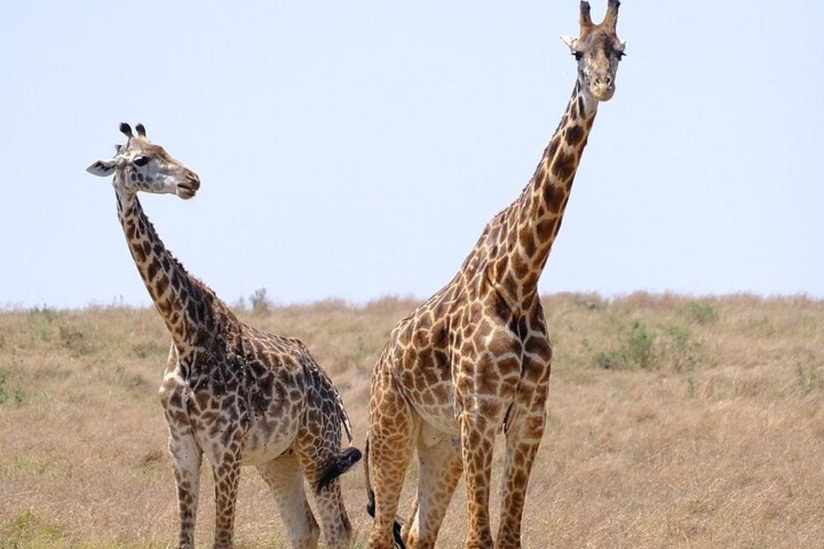 tatlong giraffe na nakatayo sa tabi ng isa't isa sa isang bukid