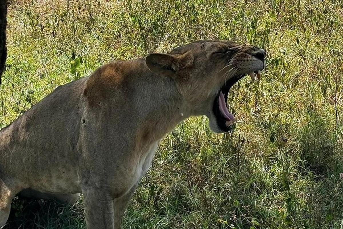 isang leon na nakatayo sa damuhan na nakabuka ang bibig