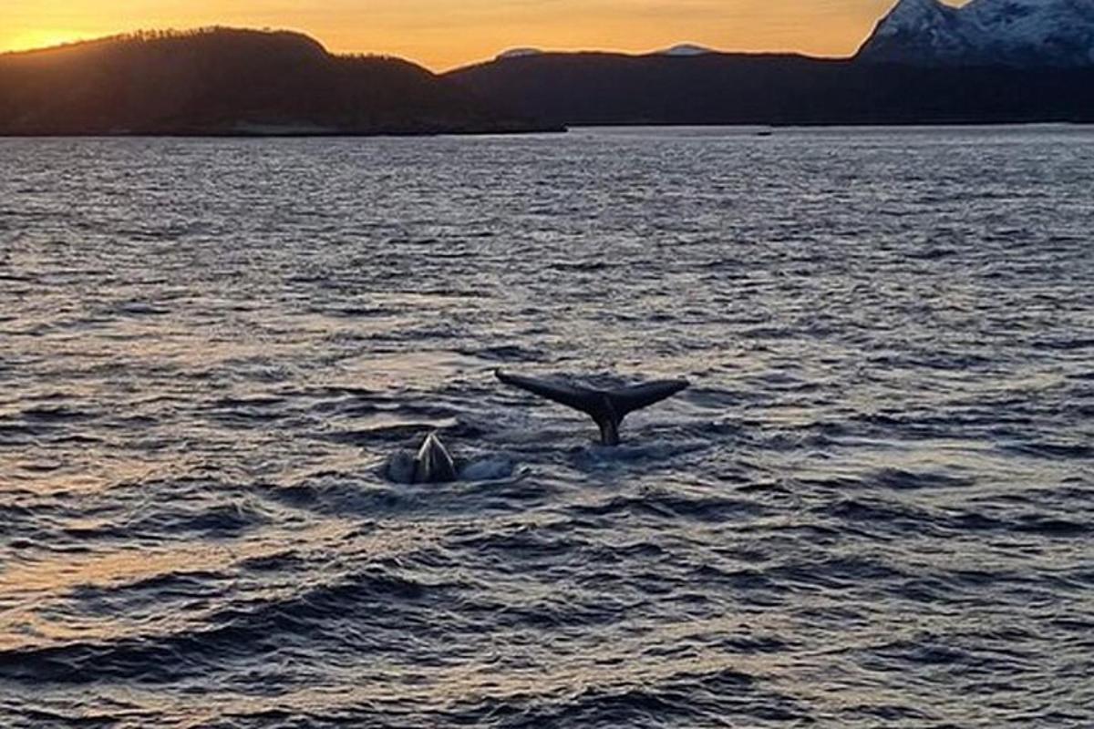 two dolphins playing in the water at sunset