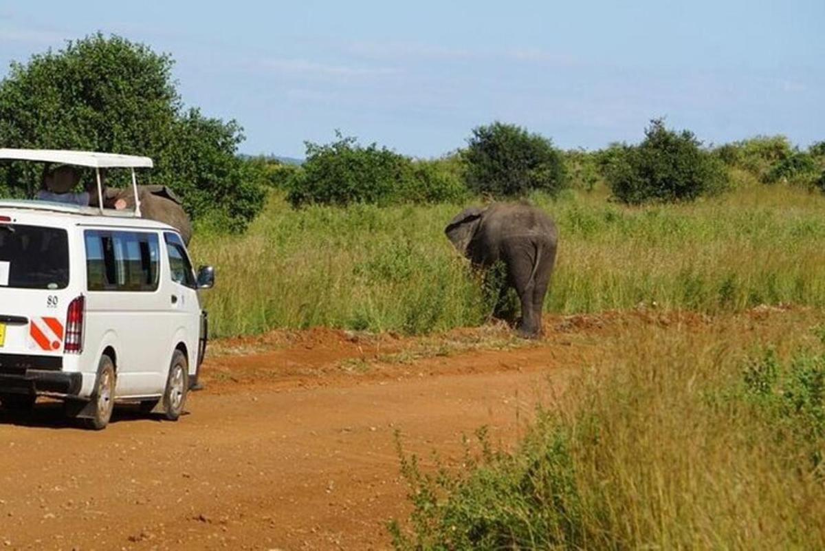 a white van driving down a dirt road next to an elephant