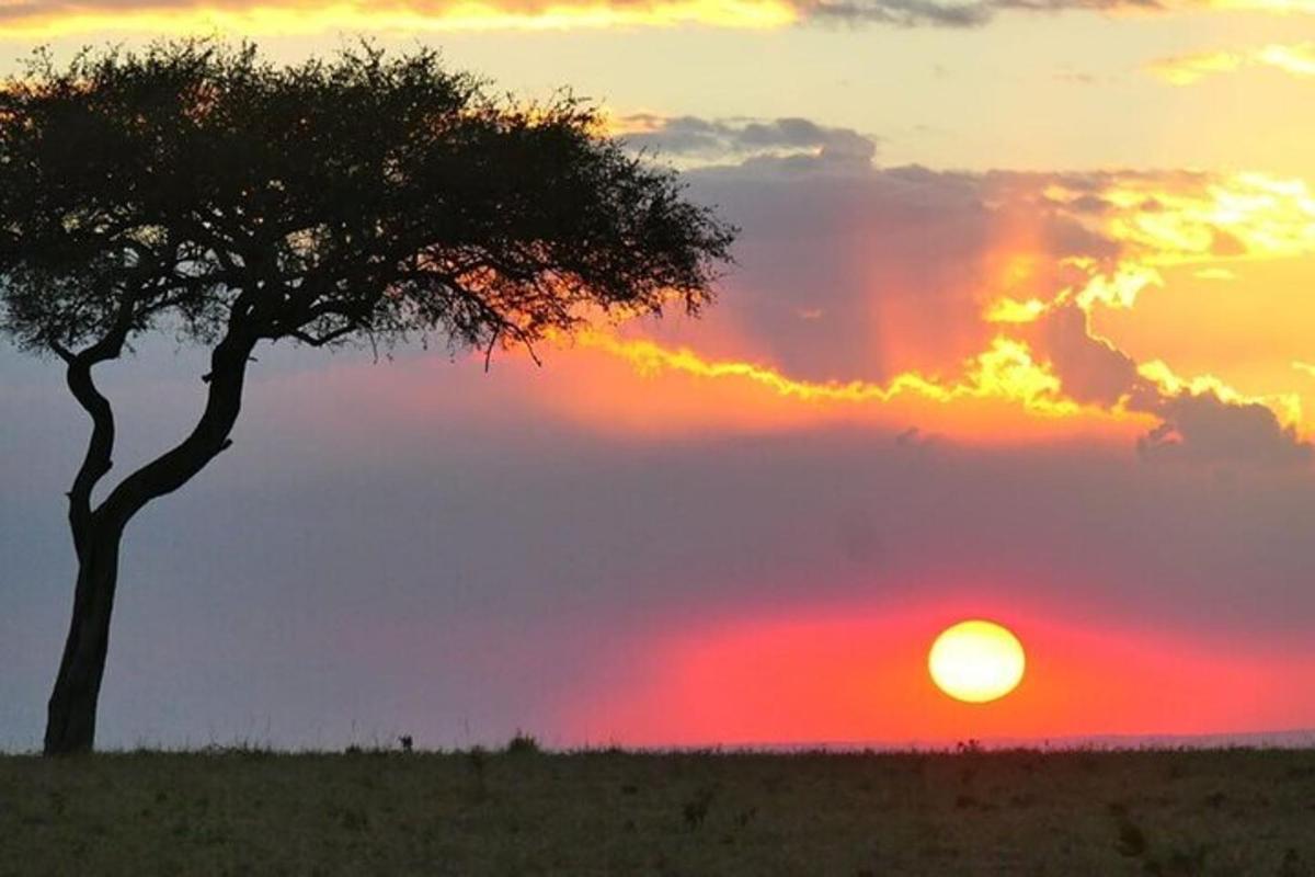 a lone tree in front of a sunset