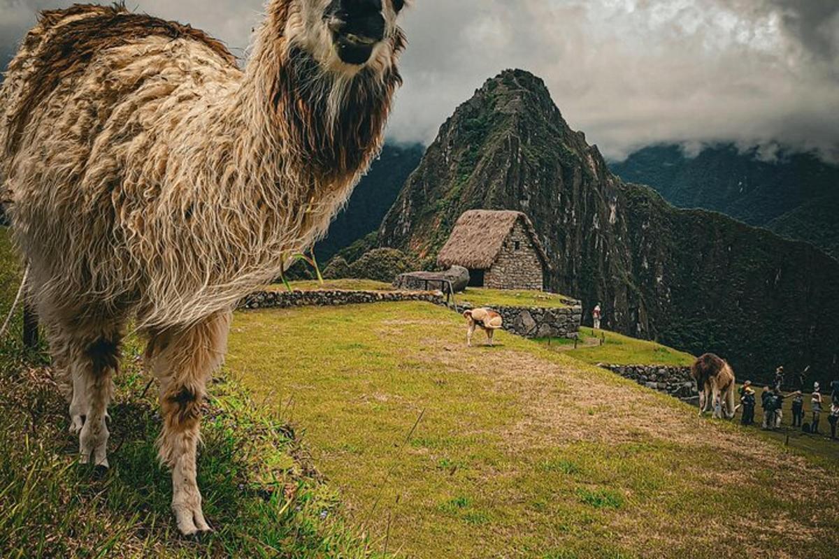 una llama dempeus al vessant d'una muntanya